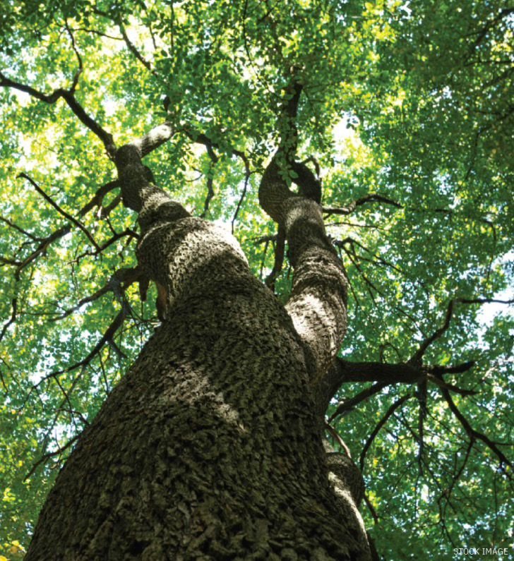 Luxury Residences Amid Big Trees at Kolte Patil Serenova Andheri West, Four Bungalows Versova